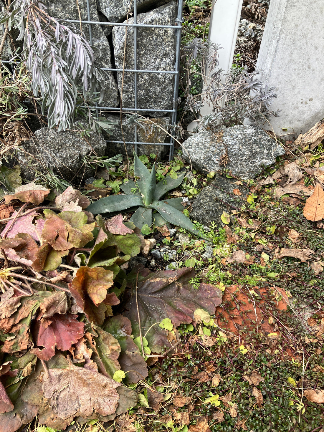 豪雪地で地植えできる多肉植物はあるか？　豪雪地帯でアガベを育てる