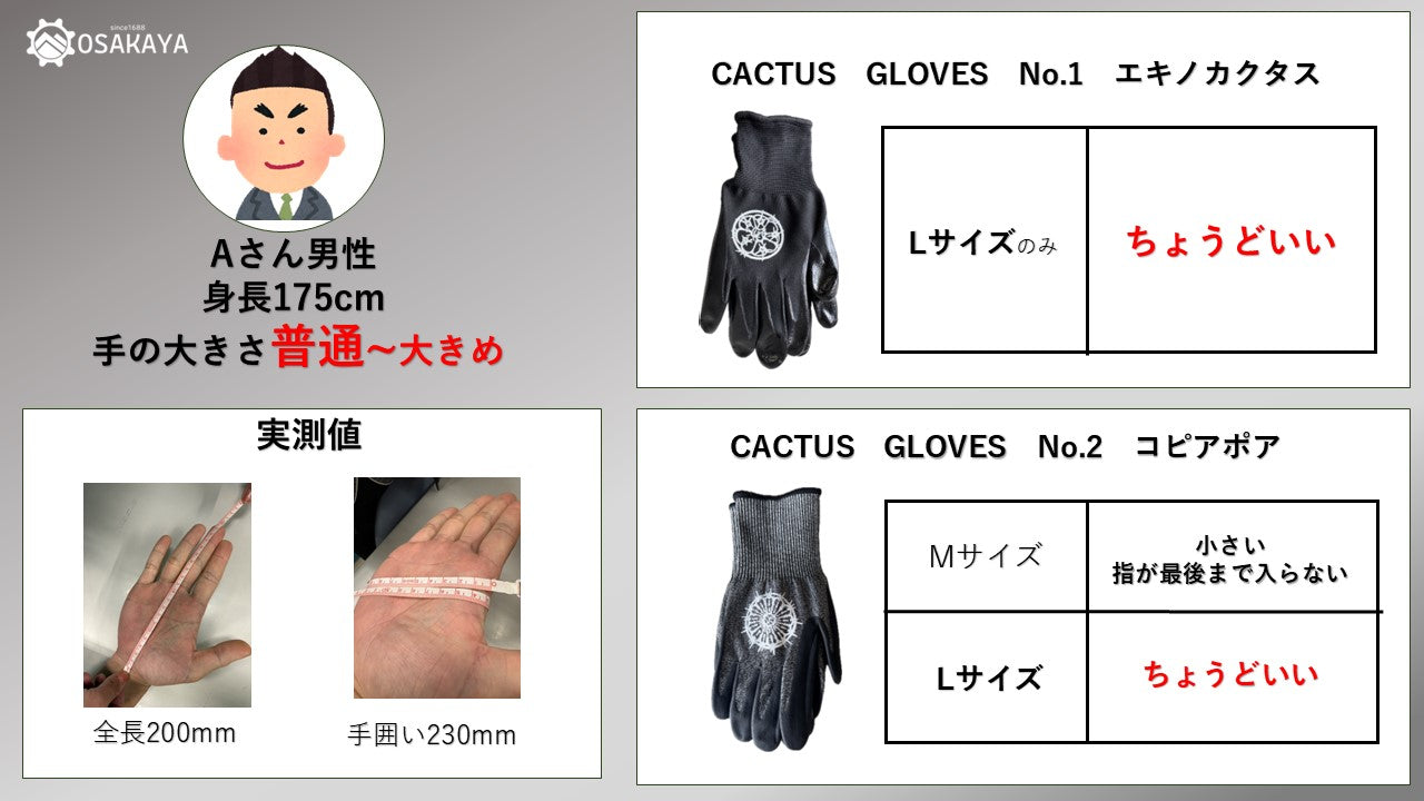 【ワケあり処分特価】カクタスグローブ エキノカクタス Lサイズ