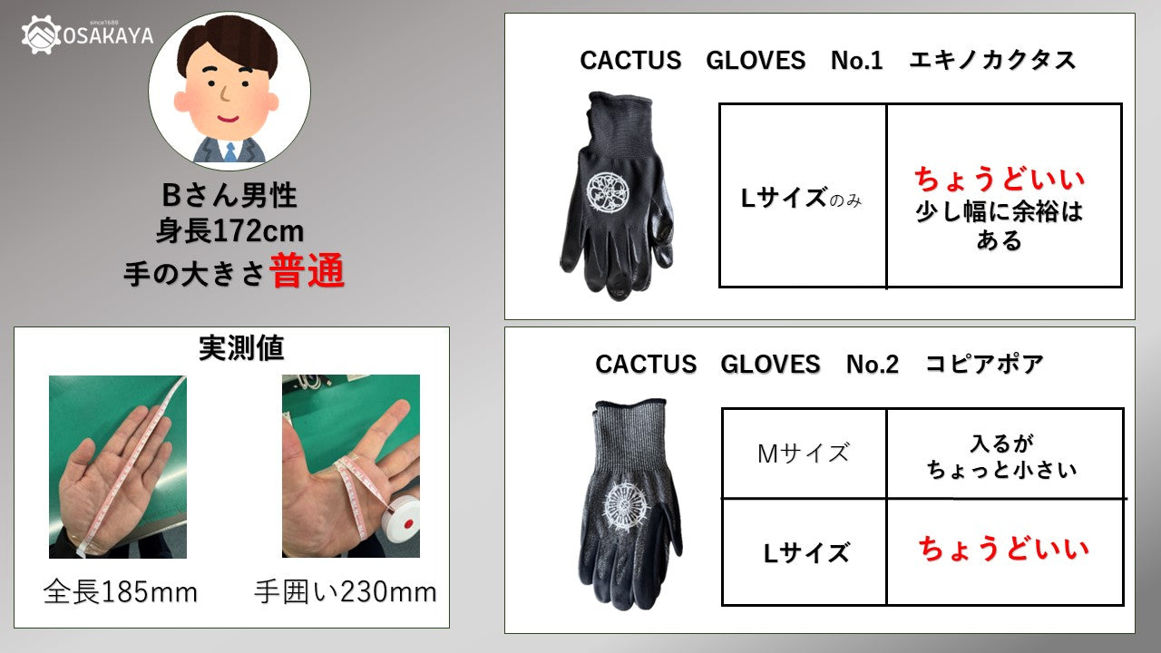 【ワケあり処分特価】カクタスグローブ エキノカクタス Lサイズ