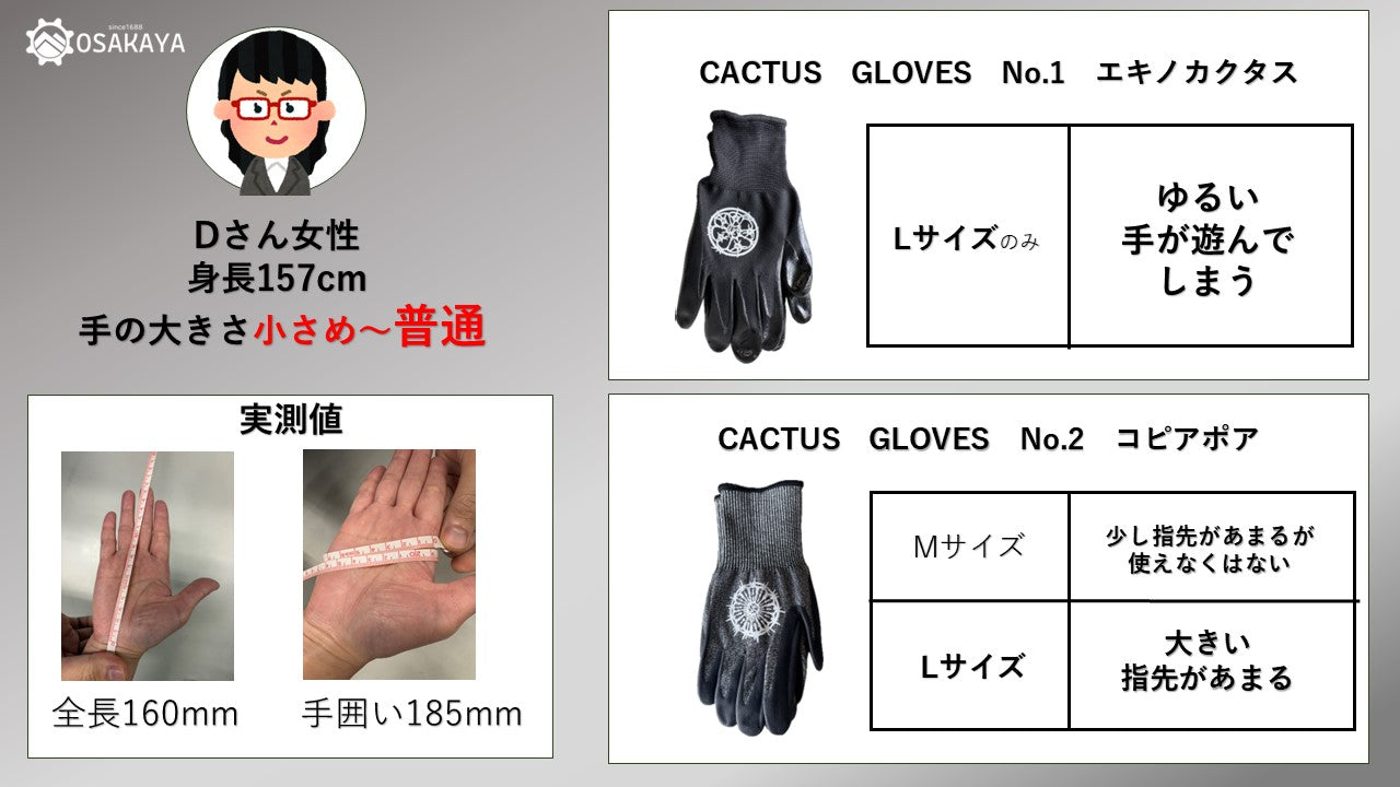 【ワケあり処分特価】カクタスグローブ エキノカクタス Lサイズ
