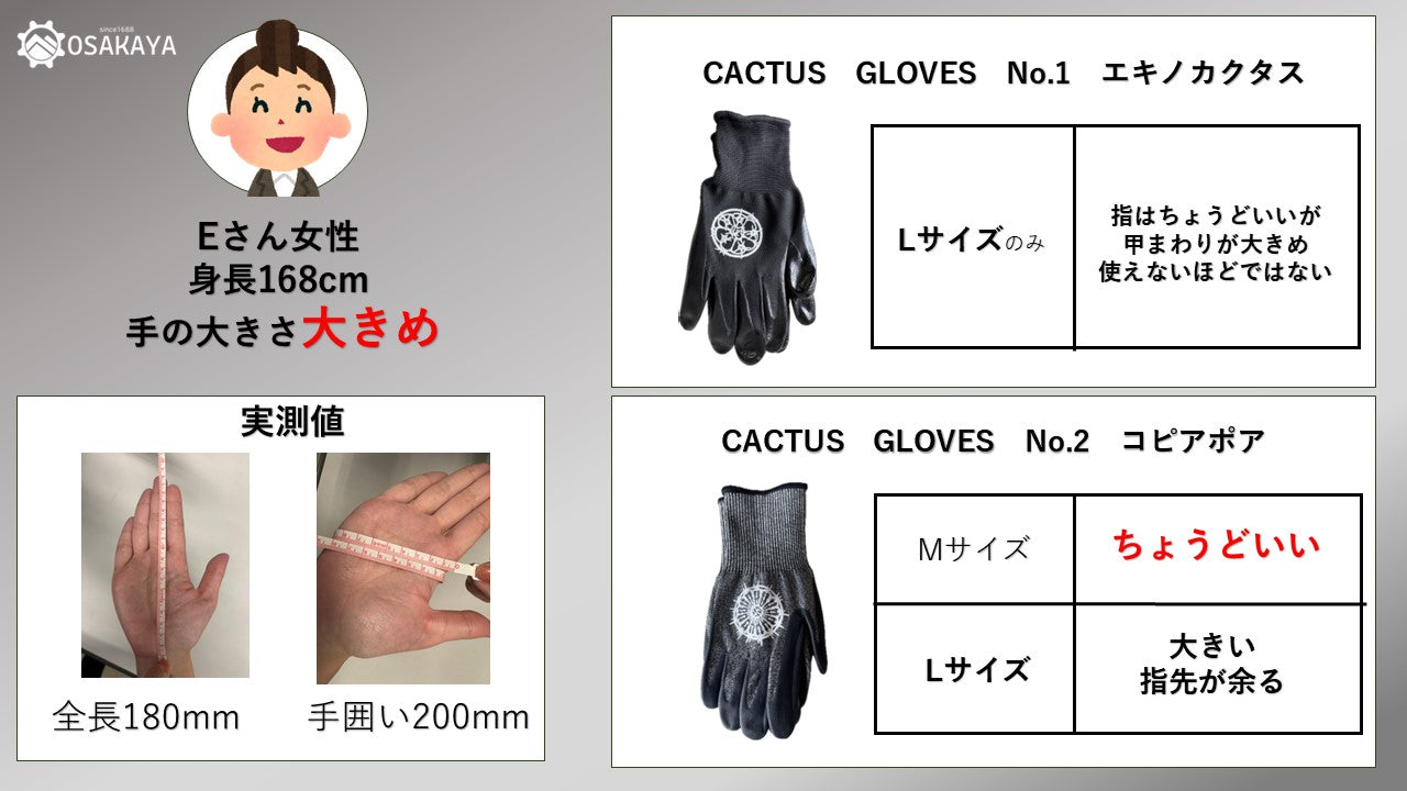 【ワケあり処分特価】カクタスグローブ エキノカクタス Lサイズ