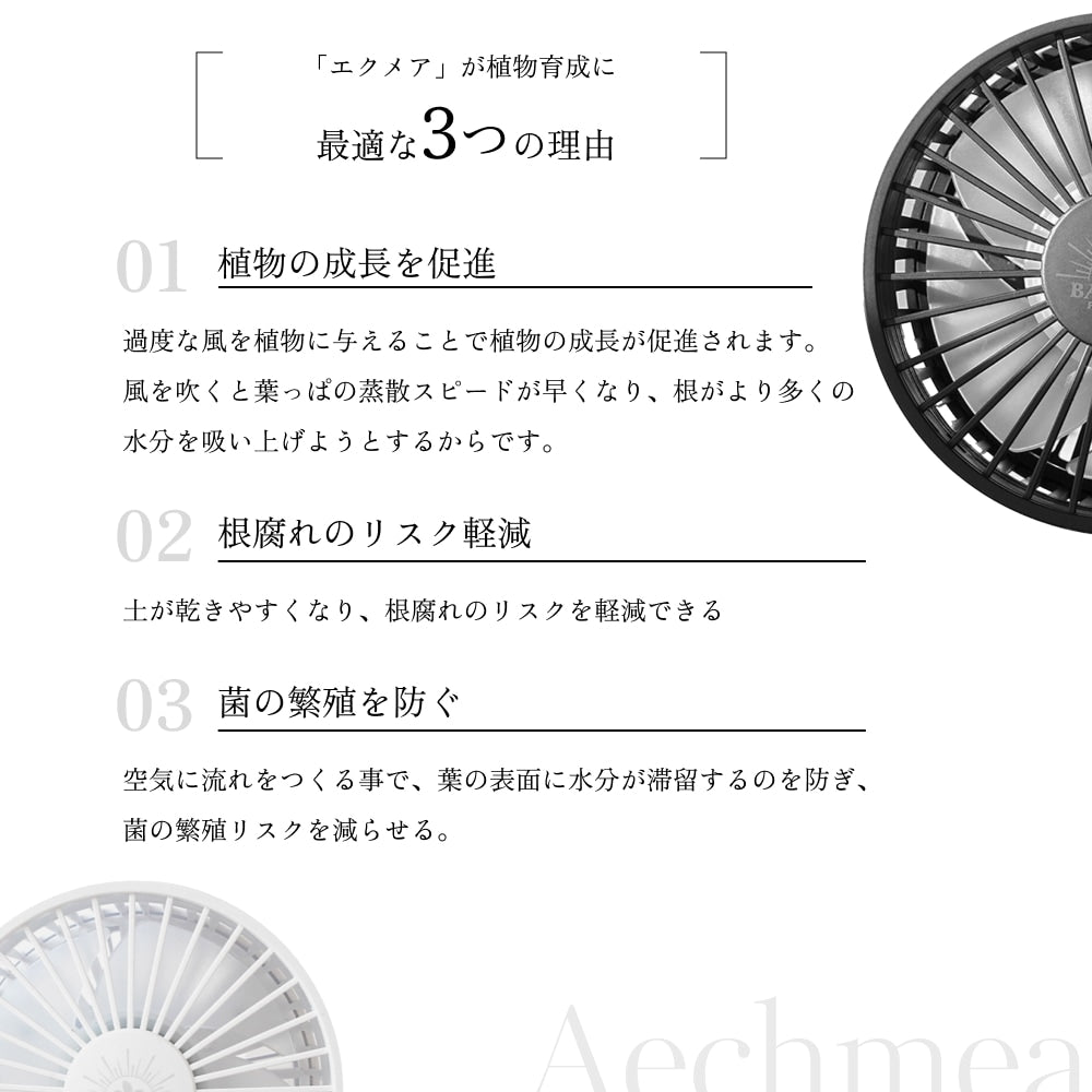 BARREL Aechmea エクメア 植物用ファン BK