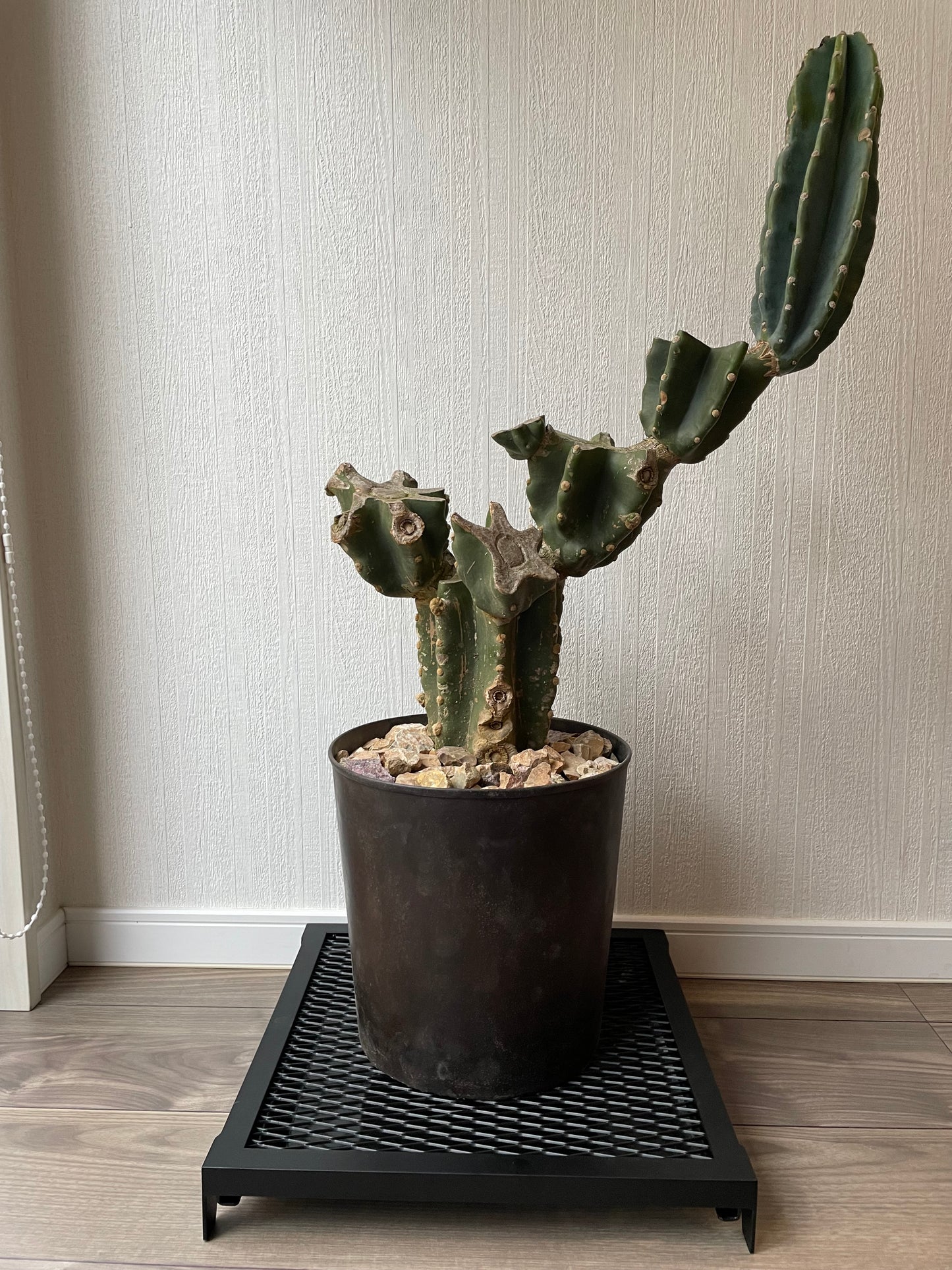 OSAKAYA 植物台座 KUROKO