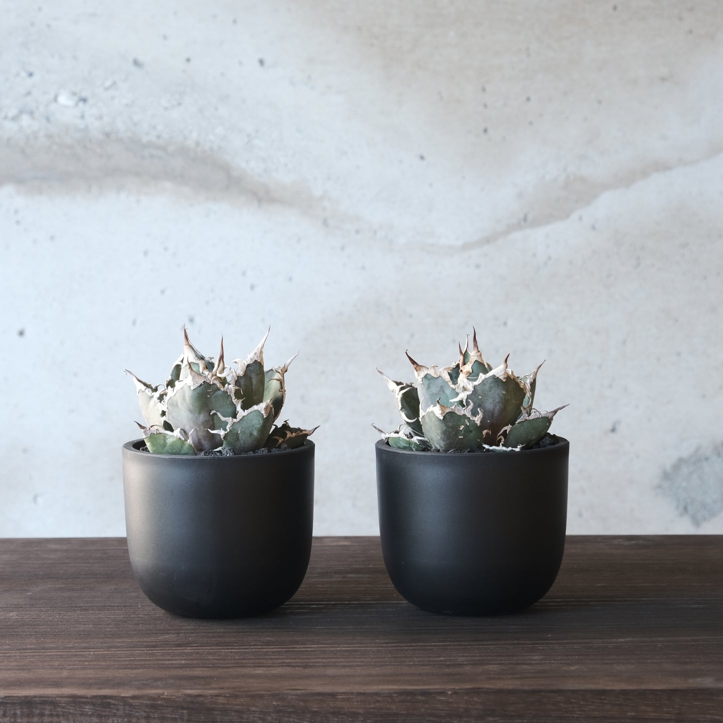 プラスチックポット Bowl Long Size5